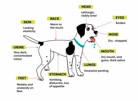 Summer Safety Tips - Fur Life Vet