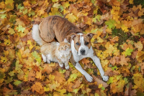 Toxic Autumn Foods for Pets